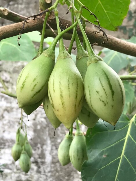 Foto frutos do tomate solanum betaceum