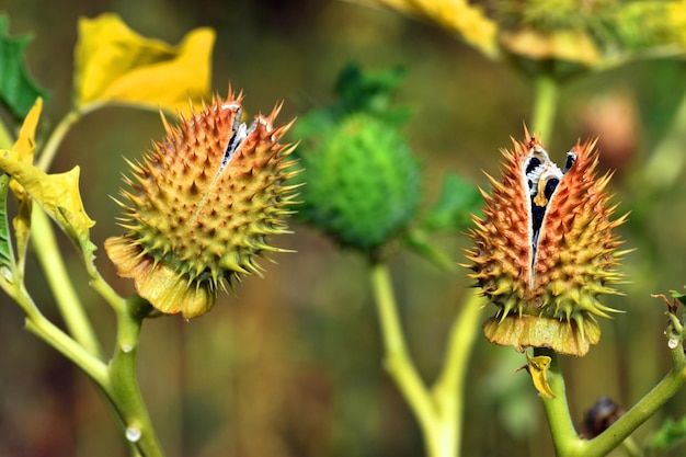 Frutos e sementes da erva daninha Datura stramonium uma planta tóxica e alucinógena