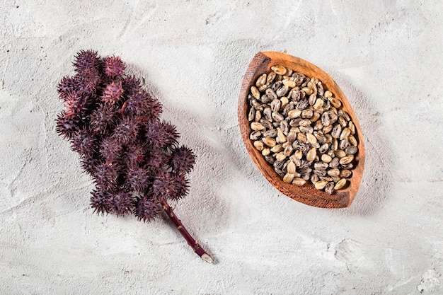 Frutos e sementes de mamona ricinus communis