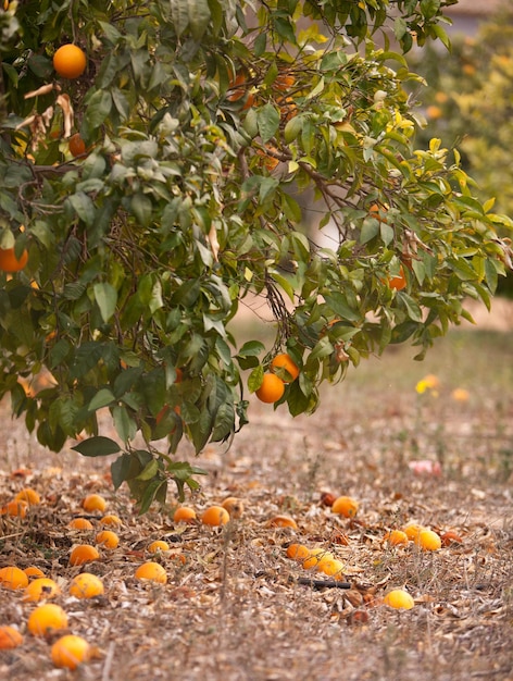 Los frutos estropeados del naranjo yacen en el suelo Problemas de fallas en la cosecha de la ecología alimentaria