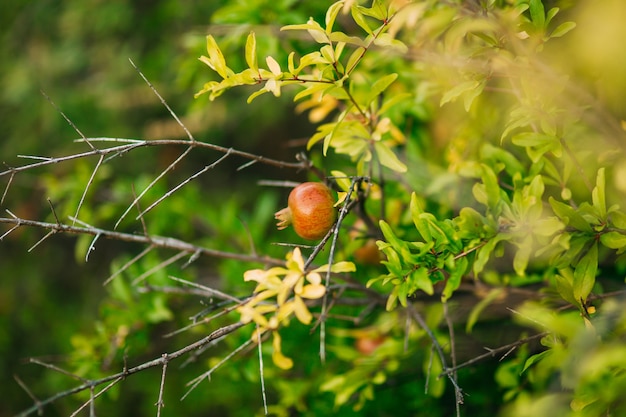 Frutos de granada en un árbol