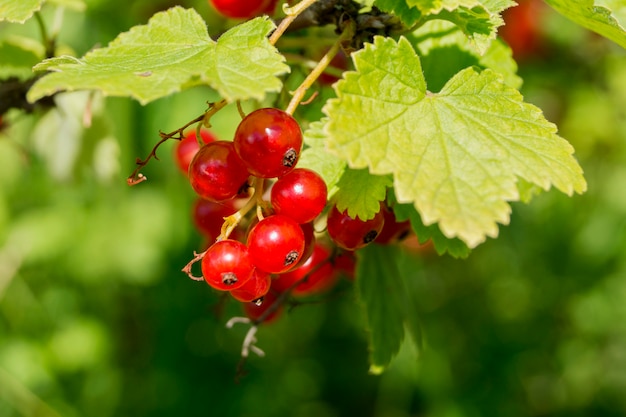 Frutos de grosella roja en una rama de árbol