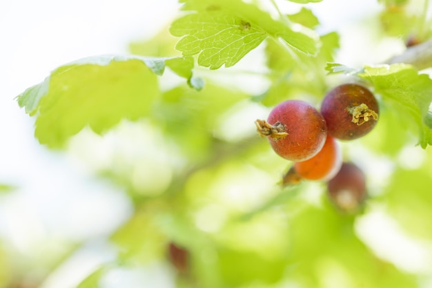 Frutos de una grosella