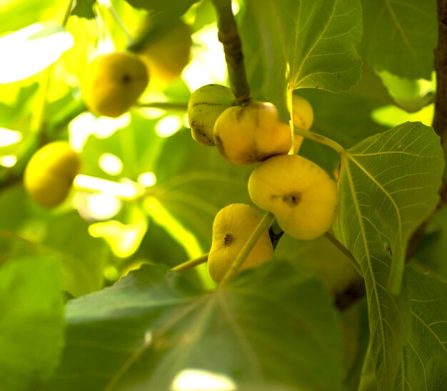 Frutos de higo bajo la sombra de las hojas.