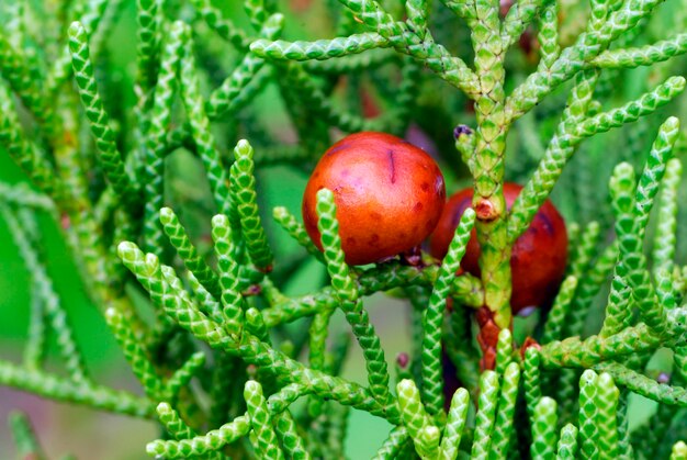 Frutos y hojas de enebro fenicio (Juniperus phoenicea)