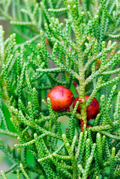 Frutos y hojas de enebro fenicio (Juniperus phoenicea)