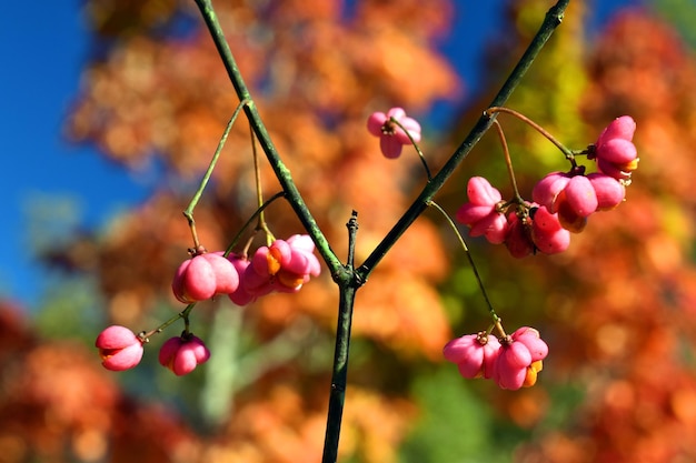 Frutos del huso europeo (Euonymus europaeus) en otoño