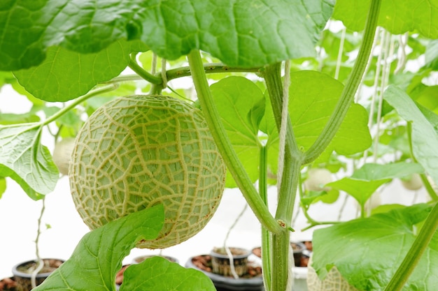 Frutos japoneses de melão ou melão plantam na fazenda.