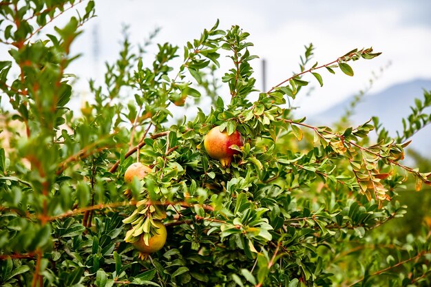 Los frutos jóvenes de granada crecen en un árbol