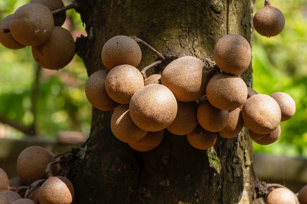 Frutos de Kepel o burahol (Stelechocarpus burahol), en el tronco del árbol, foco seleccionado