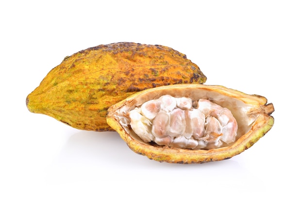 Frutos maduros de cacao aislado sobre fondo blanco.