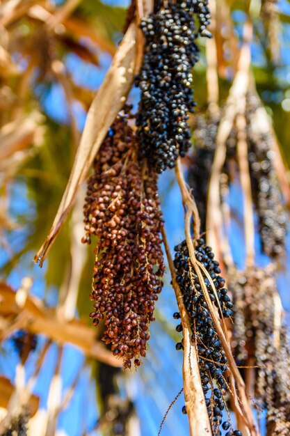 Frutos maduros da palmeira trachycarpus