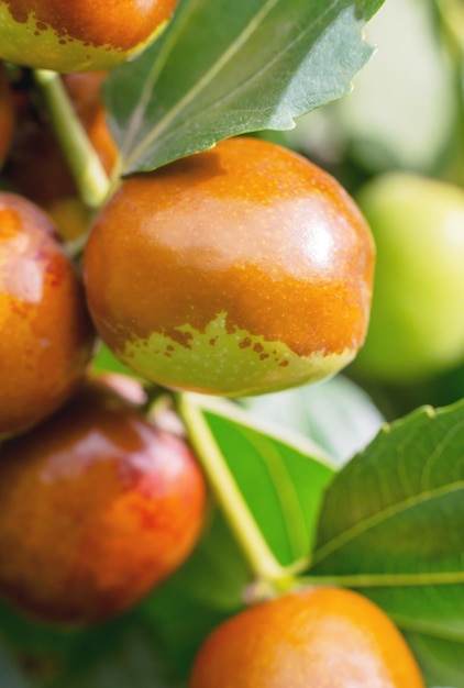 Frutos maduros del dátil chino en la rama de un árbol de cerca