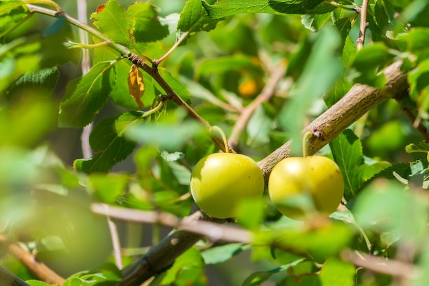 Frutos maduros de ameixa cereja em um galho