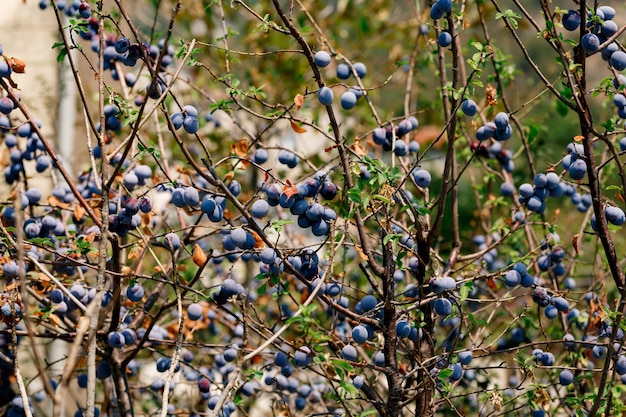 Frutos maduros de ameixas em galhos de árvores no jardim em um dia ensolarado.