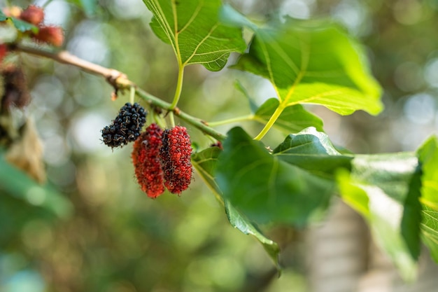 Frutos maduros de amoreira na árvore com folha verde na plantação