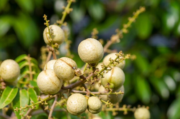 Frutos maduros de Longan (Dimocarpus longan) na árvore, em foco raso