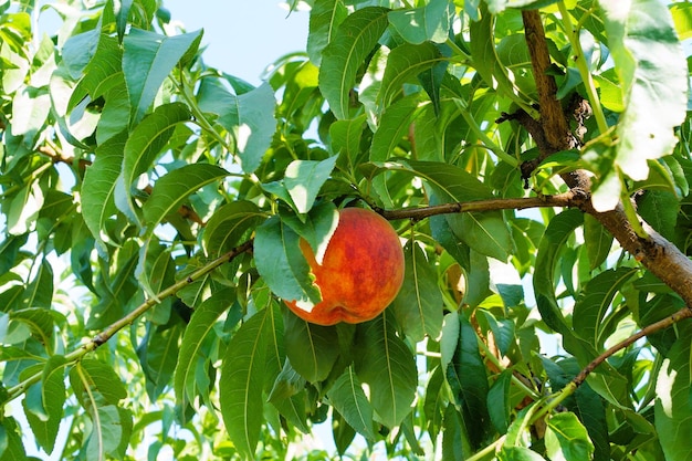 Frutos maduros de pêssego doce em um galho