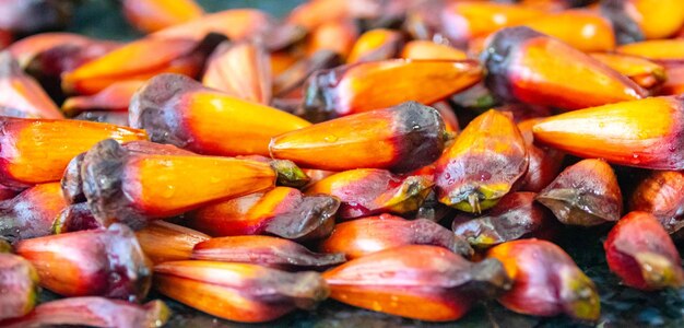 Frutos maduros de pinheiros da árvore brasileira Araucaria angustifolia