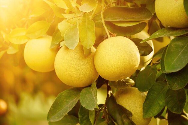 Frutos maduros de pomelo pendem das árvores no jardim de frutas cítricas. Colheita de pomelo tropical em pomar. Pomelo é a comida tradicional de ano novo na China, dá sorte. Antecedentes de alimentos agrícolas