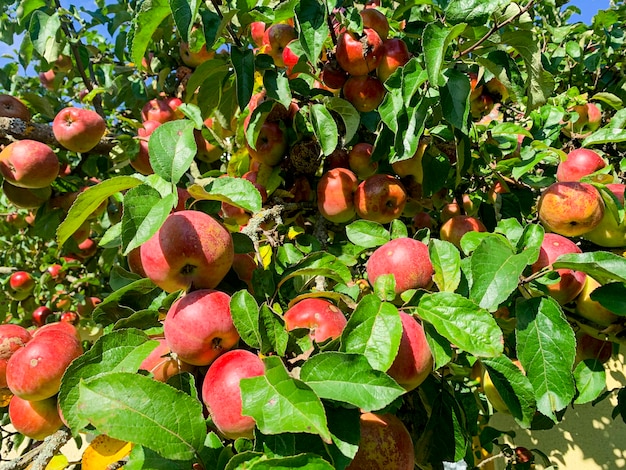 Frutos maduros, doces e suculentos de macieiras.