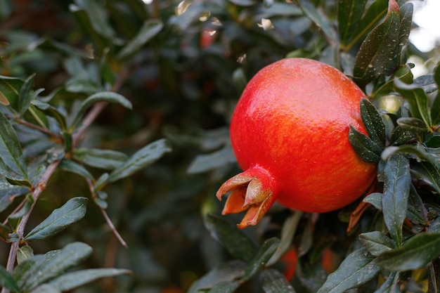 Frutos maduros e saudáveis de romã em um galho de árvore no pomar de romã símbolo do feriado israelense rosh hashanah