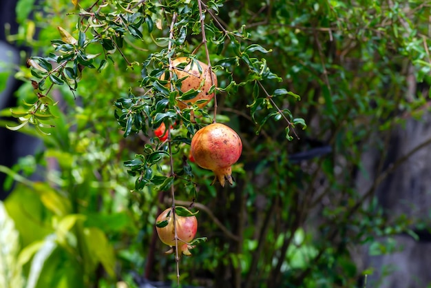 Frutos maduros de granada en la rama de un árbol