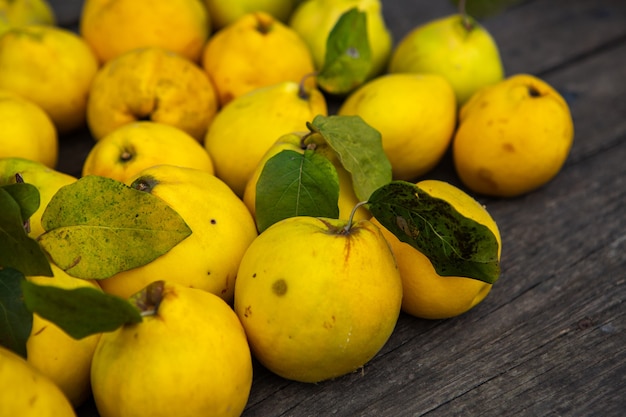 Frutos maduros de membrillo amarillo dorado aislado sobre fondo de madera