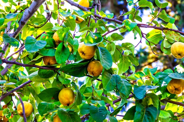 Frutos maduros de membrillo de manzana en árbol