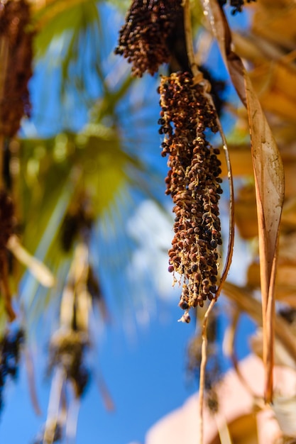 Frutos maduros de la palmera trachycarpus