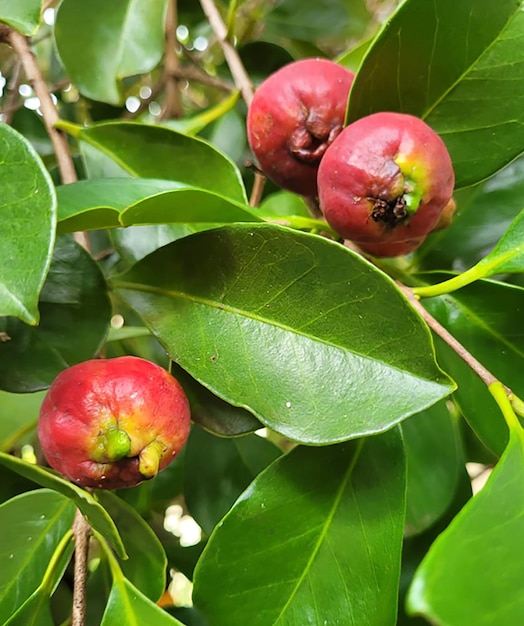 Frutos maduros de rosa araçá (Psidium cattleianum) en enfoque selectivo. Fruta típica brasileña.