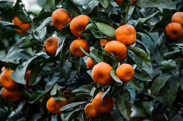 frutos de mandarina en el suculento árbol de hojas verdes. Concepción de la primavera, nueva vida en la naturaleza.