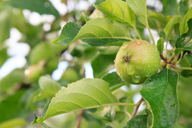 Frutos de manzana inmadura en la rama de un árbol con hojas afectadas por enfermedades fúngicas.