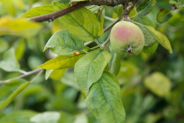 Frutos de manzana inmadura en la rama de árbol con hojas. Frutas que crecen en el jardín.