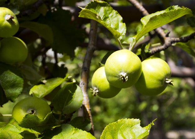Los frutos de la manzana verde crecen en una rama en el jardín Manzana verde joven inmadura