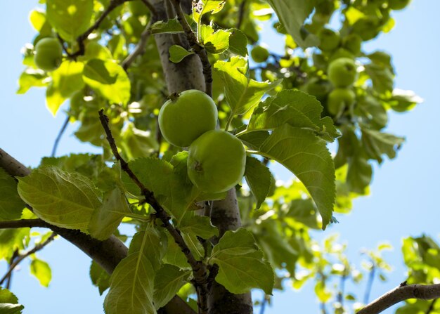 Los frutos de la manzana verde crecen en una rama en el jardín Manzana verde joven inmadura