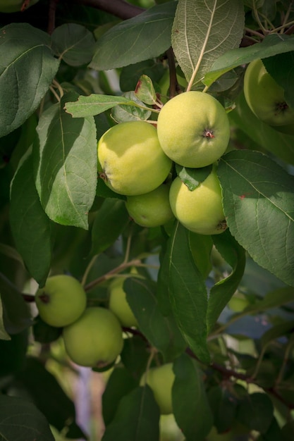 Frutos de manzanas inmaduras en la rama del árbol con hojas Profundidad de campo