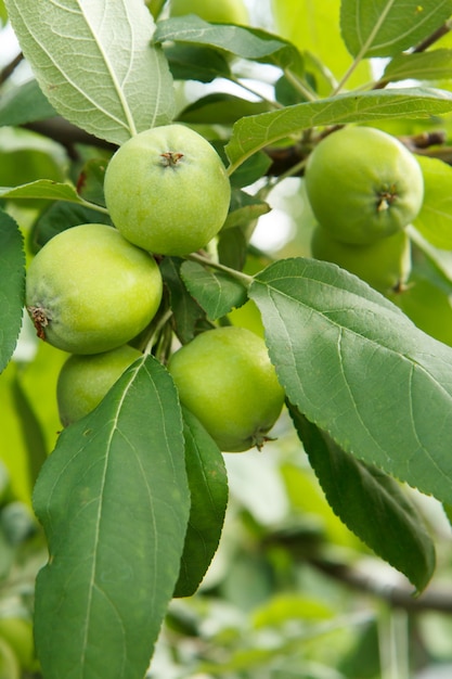 Frutos de manzanas inmaduras en la rama del árbol. Poca profundidad de campo. Fruticultura en el jardín.