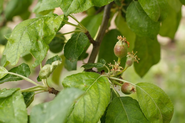 Frutos de manzanas inmaduras en la rama del árbol