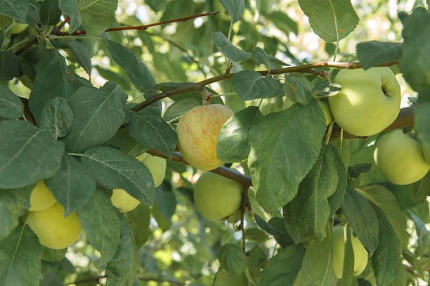 Frutos de manzanas inmaduras en rama de árbol