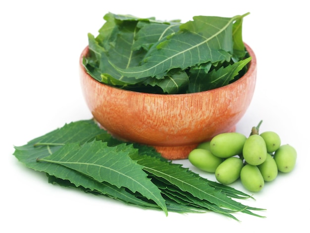 Frutos medicinales de neem con hojas en un recipiente sobre fondo blanco.