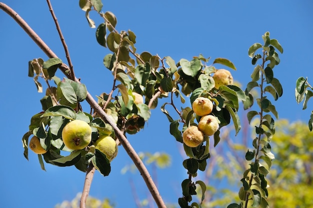 Frutos de membrillo en ramas contra el cielo azul