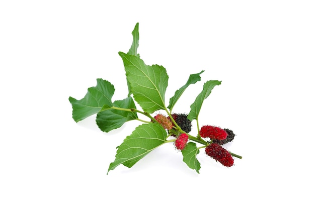 Frutos de morera con hojas verdes aisladas sobre fondo blanco.