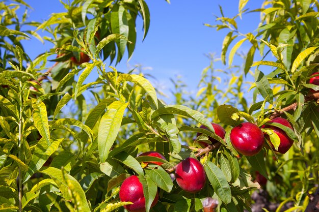 Foto frutos de nectarina en un árbol con color rojo.