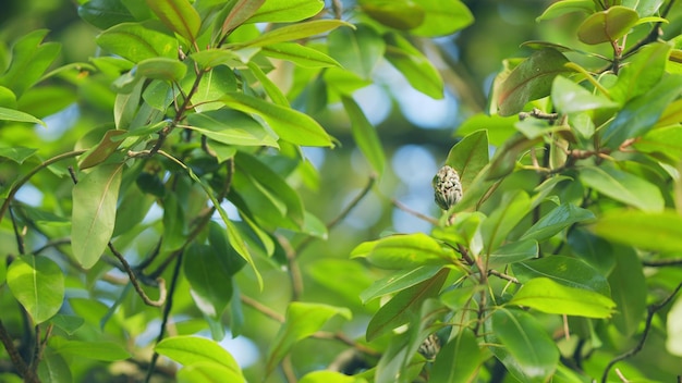 Frutos o conos de magnolia de hoja perenne magnolia del sur o árbol de la bahía de la familia de las magnoliaceae