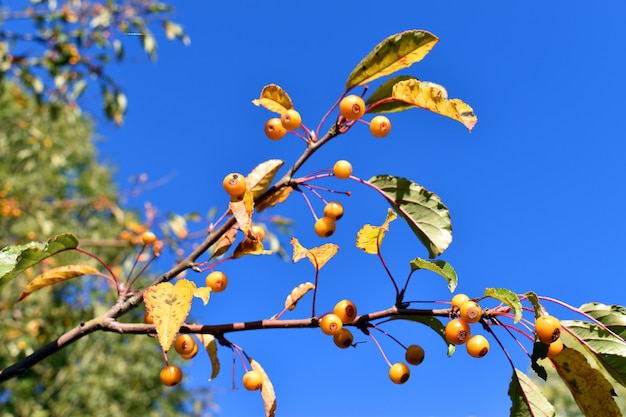 Frutos outonais da maçã silvestre japonesa (malus floribunda)