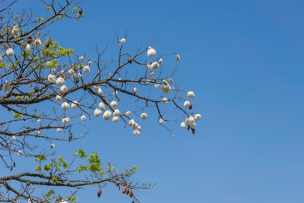 Foto frutos de paineira formando racimos de algodón espacio para texto