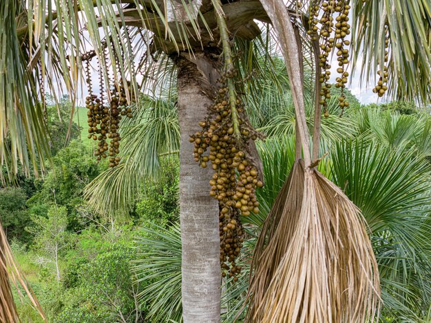 Foto frutos de la palmera buriti