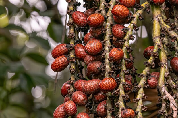 Foto frutos de la palmera buriti