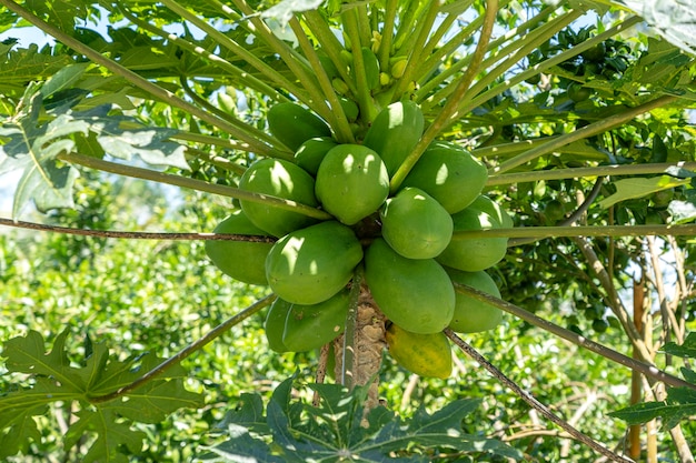 Frutos de papaya de árbol de papaya en jardín en Ubud, isla de Bali, Indonesia